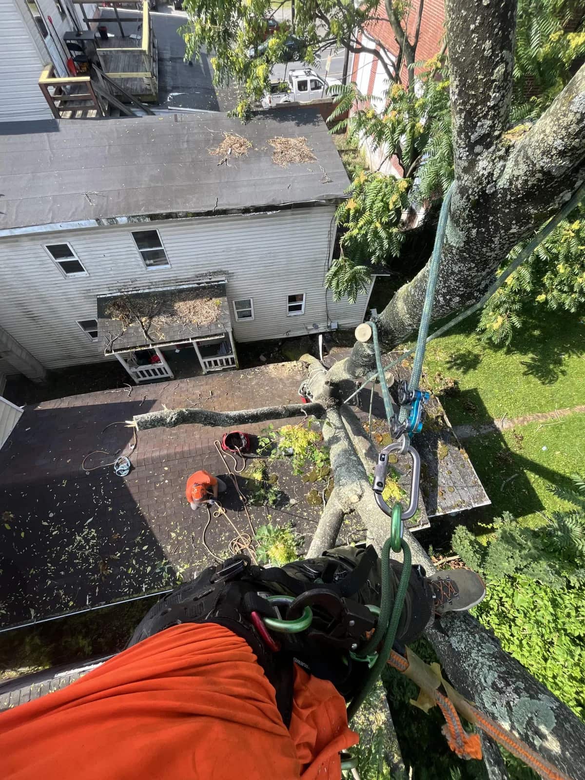 Walker's Tree Service crew