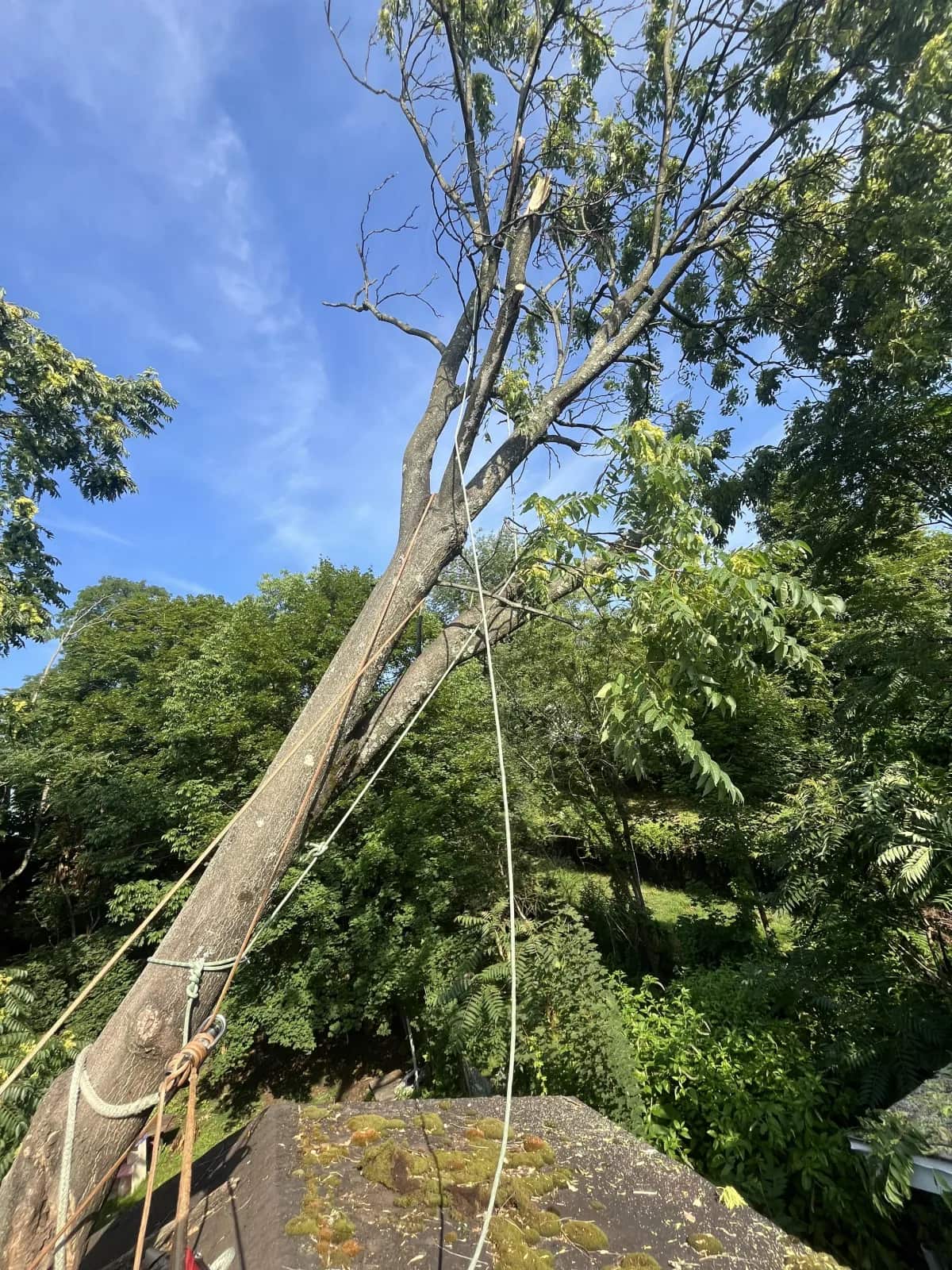 Walker's Tree Service founder