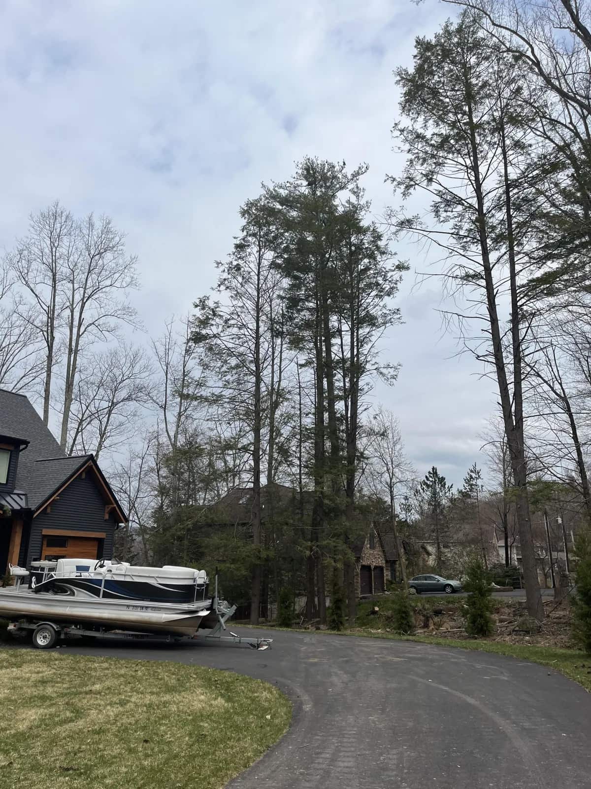 Tree removal project