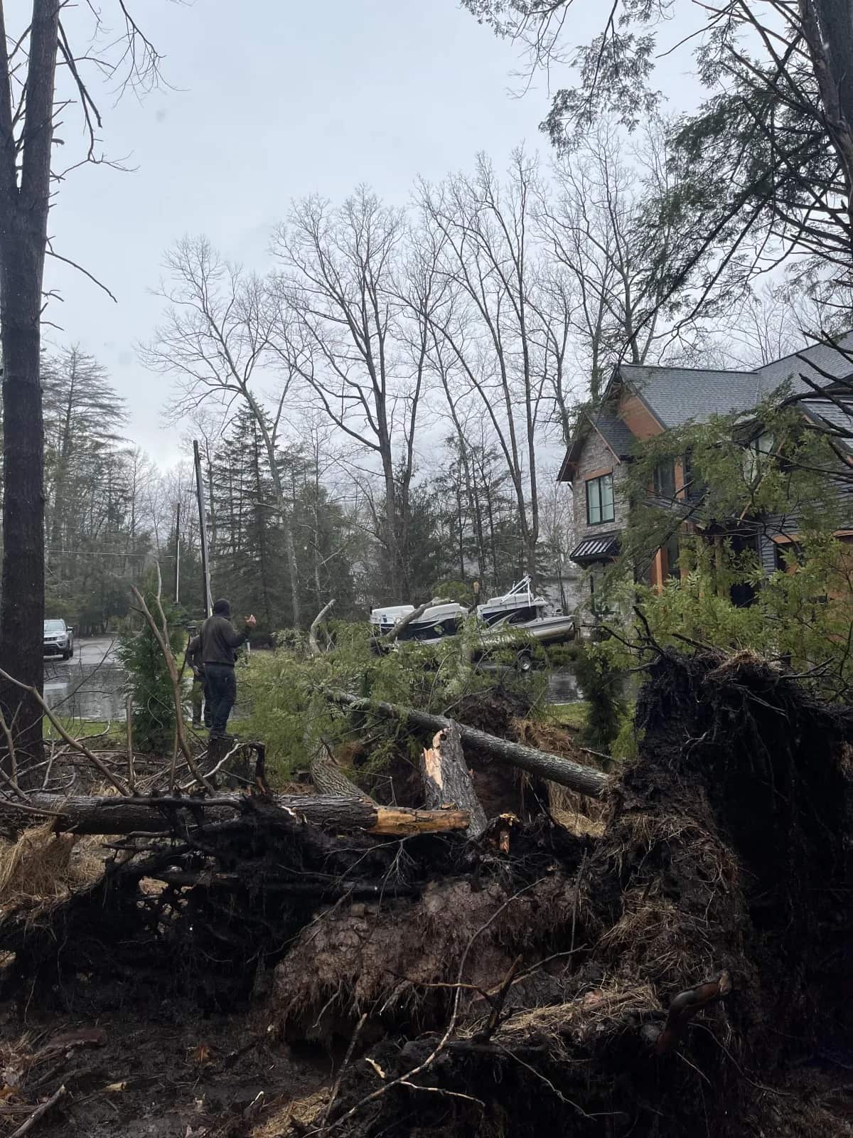 Completed tree work