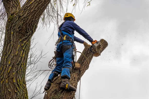 Hazardous Tree Removal