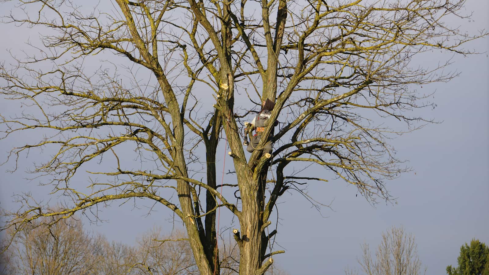 Tree Pruning